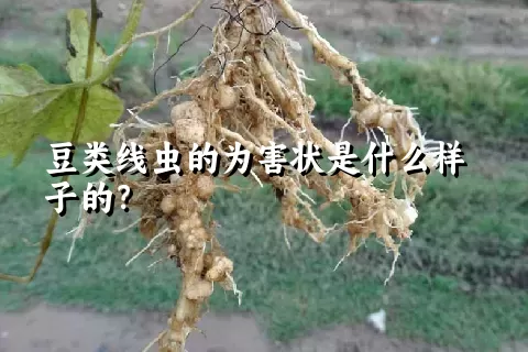 豆类线虫的为害状是什么样子的？