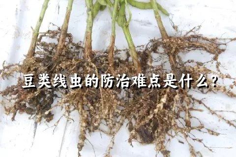 豆类线虫的防治难点是什么？