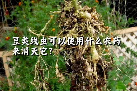 豆类线虫可以使用什么农药来消灭它？