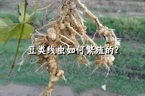 豆类线虫如何繁殖的？