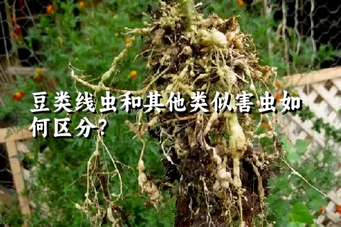 豆类线虫和其他类似害虫如何区分？