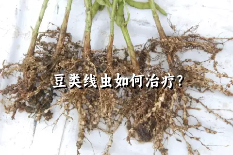 豆类线虫如何治疗？