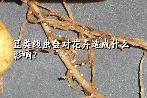 豆类线虫会对花卉造成什么影响？