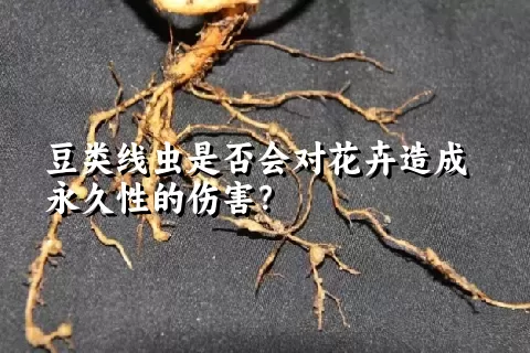 豆类线虫是否会对花卉造成永久性的伤害？