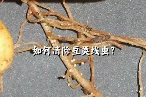 如何消除豆类线虫？