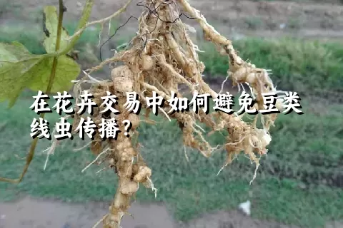 在花卉交易中如何避免豆类线虫传播？