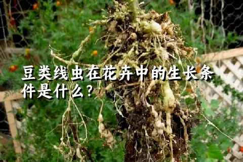 豆类线虫在花卉中的生长条件是什么？