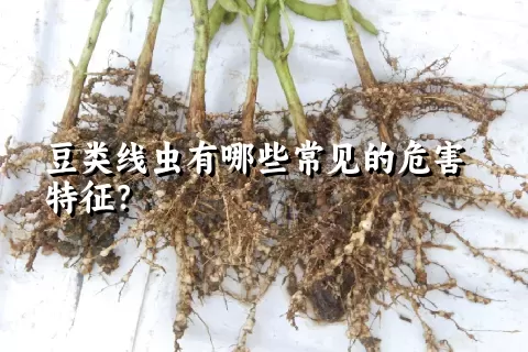 豆类线虫有哪些常见的危害特征？