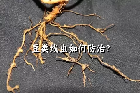 豆类线虫如何防治？