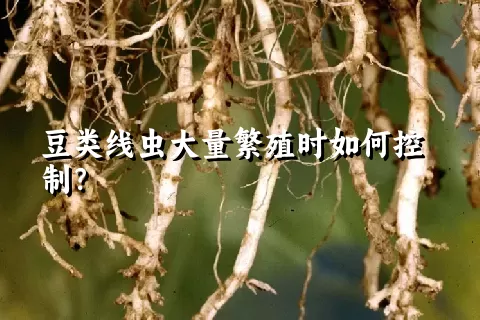 豆类线虫大量繁殖时如何控制？