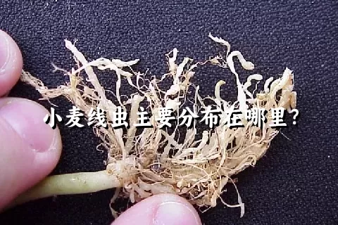 小麦线虫主要分布在哪里？