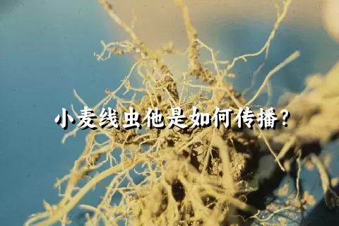 小麦线虫他是如何传播？