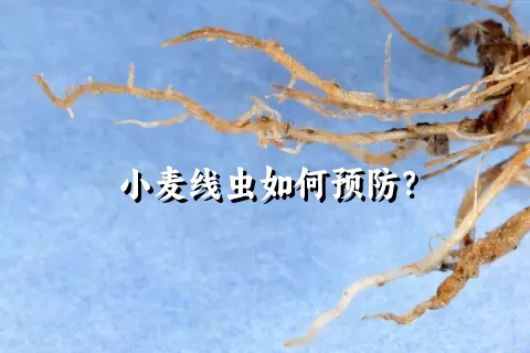 小麦线虫如何预防？