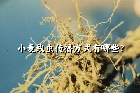 小麦线虫传播方式有哪些？