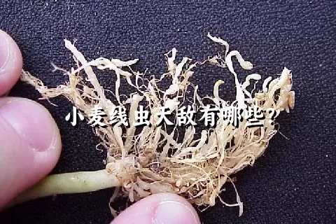 小麦线虫天敌有哪些？