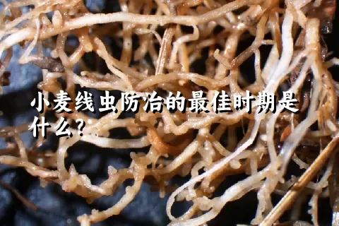 小麦线虫防治的最佳时期是什么？