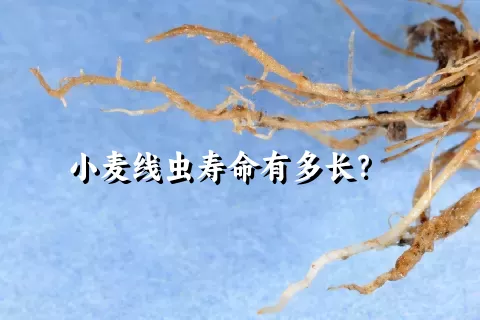 小麦线虫寿命有多长？    