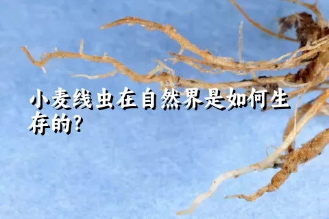 小麦线虫在自然界是如何生存的？