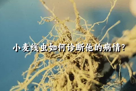 小麦线虫如何诊断他的病情？