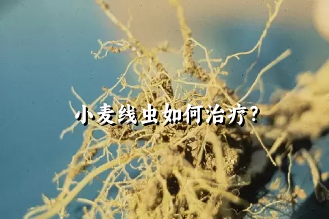 小麦线虫如何治疗？