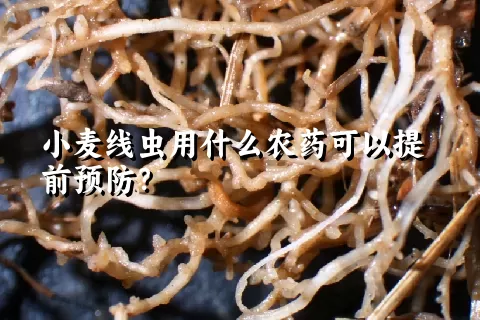 小麦线虫用什么农药可以提前预防？