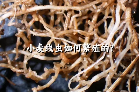 小麦线虫如何繁殖的？