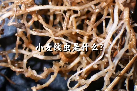 小麦线虫是什么？