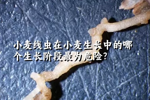 小麦线虫在小麦生长中的哪个生长阶段最为危险？