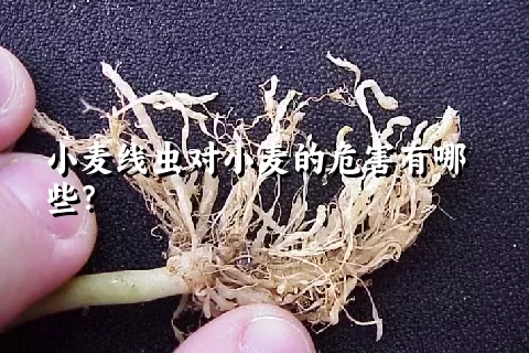 小麦线虫对小麦的危害有哪些？