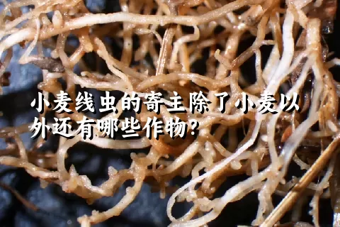 小麦线虫的寄主除了小麦以外还有哪些作物？