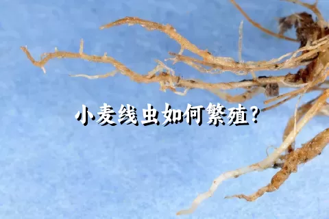 小麦线虫如何繁殖？