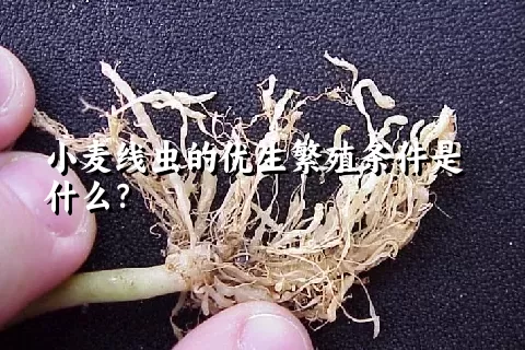 小麦线虫的优生繁殖条件是什么？