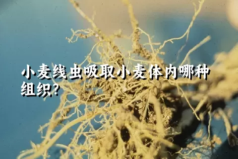 小麦线虫吸取小麦体内哪种组织？