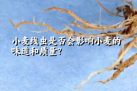 小麦线虫是否会影响小麦的味道和质量？