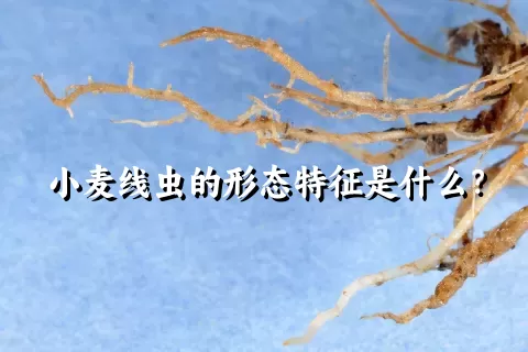 小麦线虫的形态特征是什么？