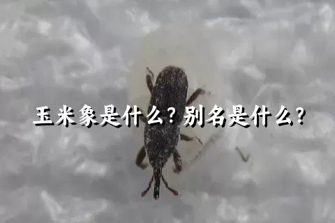 玉米象是什么？别名是什么？