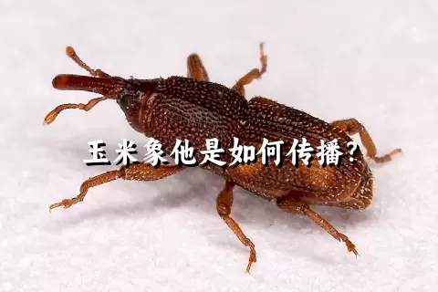 玉米象他是如何传播？