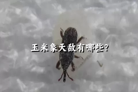 玉米象天敌有哪些？