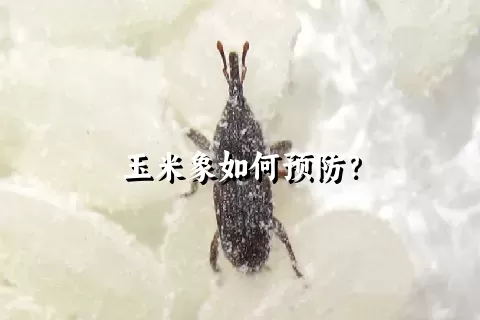 玉米象如何预防？