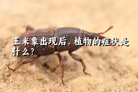 玉米象出现后，植物的症状是什么？