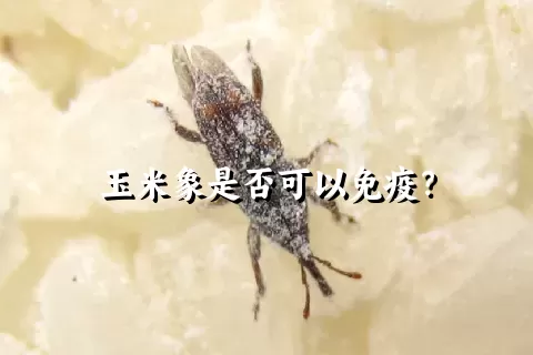 玉米象是否可以免疫？