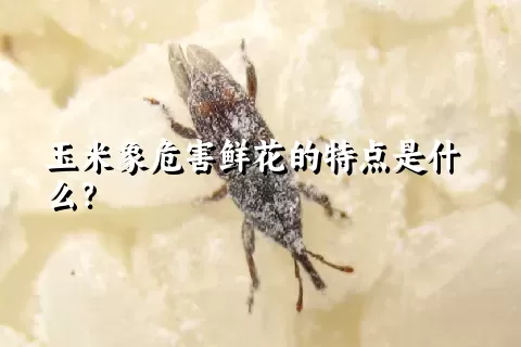 玉米象危害鲜花的特点是什么？