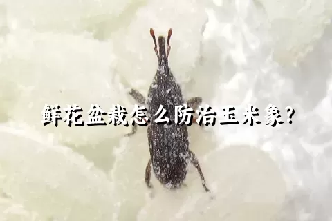 鲜花盆栽怎么防治玉米象？