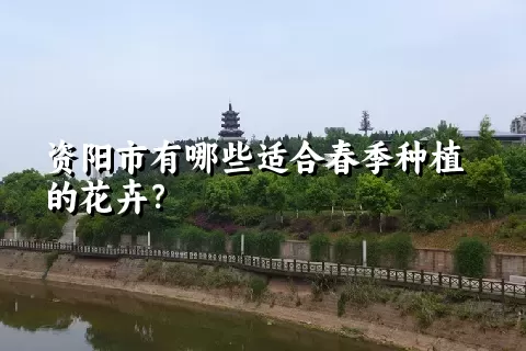 资阳市有哪些适合春季种植的花卉？