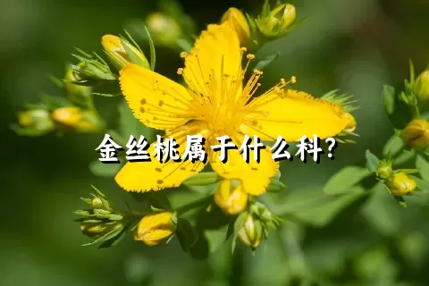 金丝桃属于什么科？