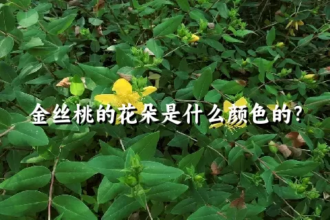 金丝桃的花朵是什么颜色的？