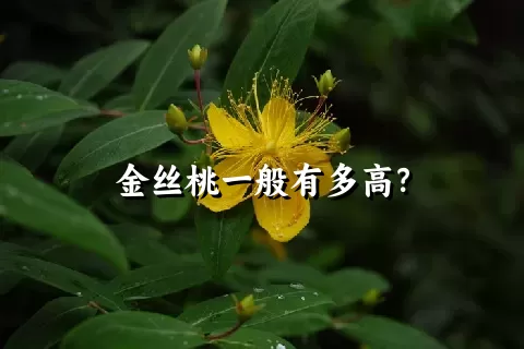 金丝桃一般有多高？