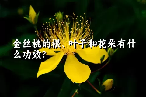 金丝桃的根、叶子和花朵有什么功效？