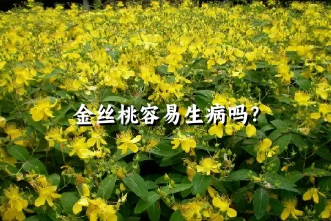 金丝桃容易生病吗？