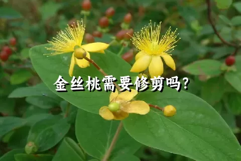 金丝桃需要修剪吗？